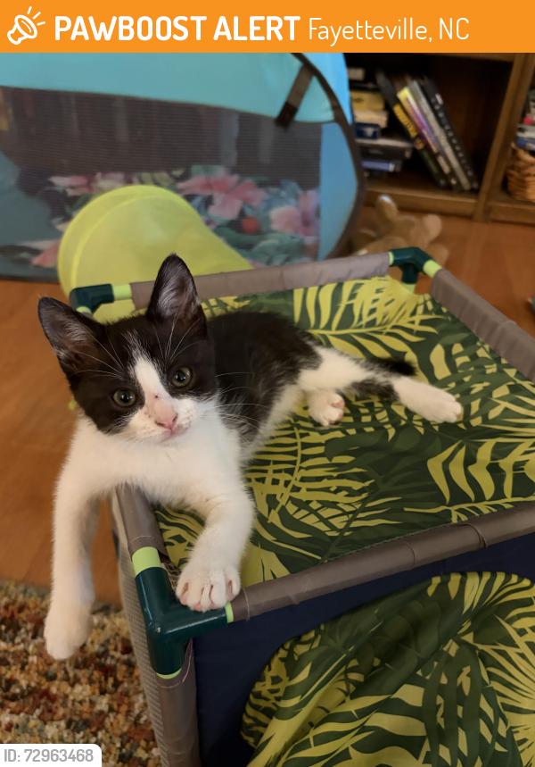 Found/Stray Male Cat last seen Near Clovelly Street, Fayetteville, NC 28312
