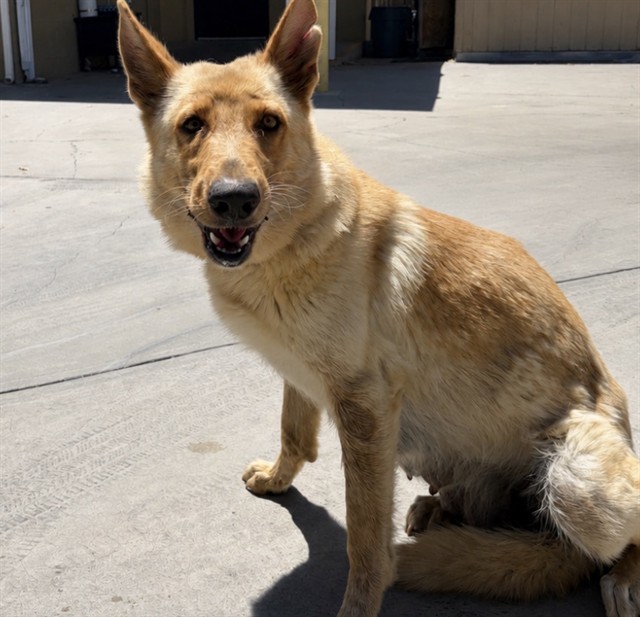 Shelter Stray Female Dog last seen Near BLK POTOMAC AVE, BAKERSFIELD, CA, Bakersfield, CA 93307