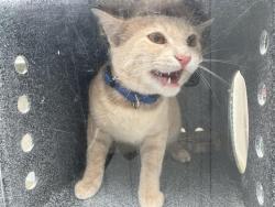 Shelter Stray Unknown Cat last seen Near BLOCK 220TH PL SE, BLACK DIAMOND WA 98010, Kent, WA 98032