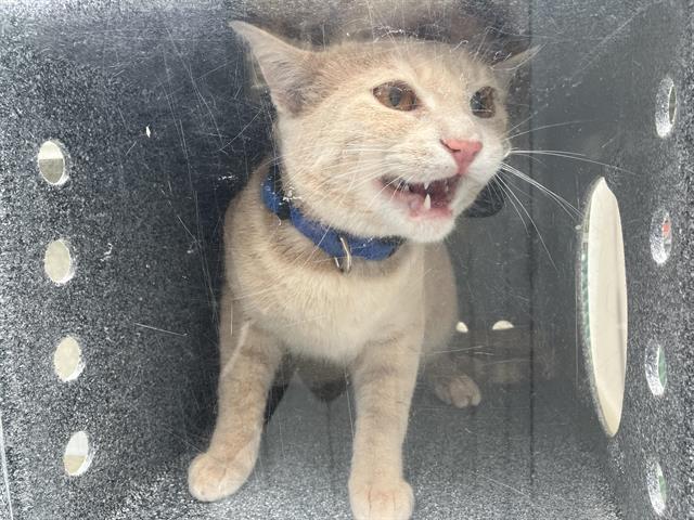 Shelter Stray Unknown Cat last seen Near BLOCK 220TH PL SE, BLACK DIAMOND WA 98010, Kent, WA 98032