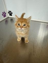 Shelter Stray Unknown Cat last seen Near BLOCK N RICHMOND AVE, WICHITA KS 67203, Wichita, KS 67219