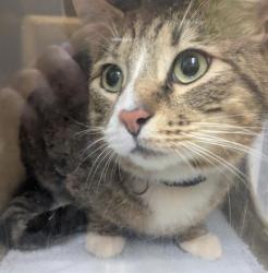 Shelter Stray Male Cat last seen Near BLOCK NE 171ST ST, DUVALL WA 98019, Kent, WA 98032