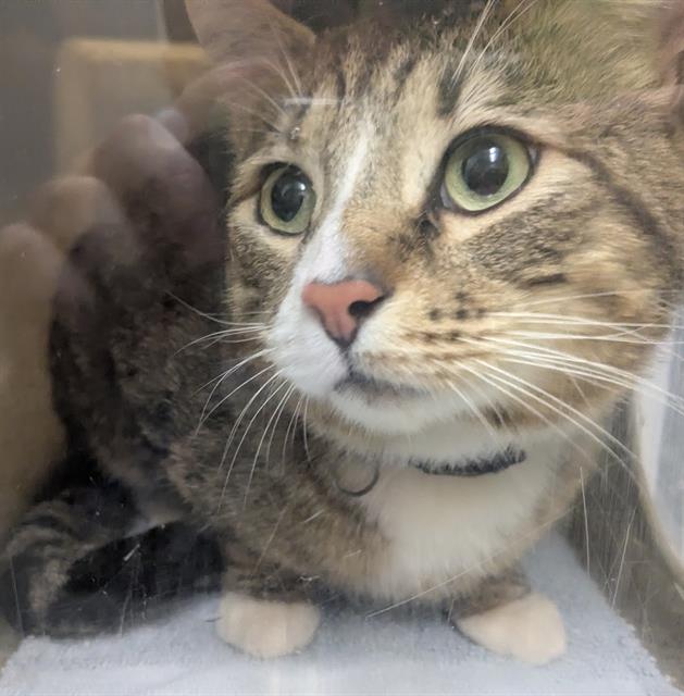 Shelter Stray Male Cat last seen Near BLOCK NE 171ST ST, DUVALL WA 98019, Kent, WA 98032