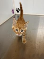 Shelter Stray Unknown Cat last seen Near BLOCK N RICHMOND AVE, WICHITA KS 67203, Wichita, KS 67219
