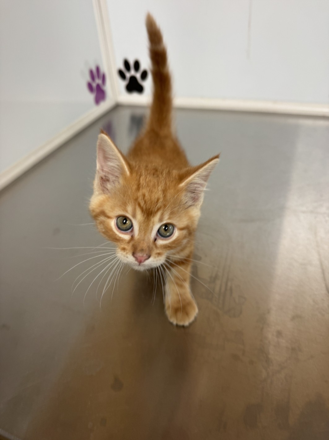 Shelter Stray Unknown Cat last seen Near BLOCK N RICHMOND AVE, WICHITA KS 67203, Wichita, KS 67219