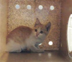 Shelter Stray Female Cat last seen Near REILLY RD, FAYETTEVILLE NC 28303, Fayetteville, NC 28306