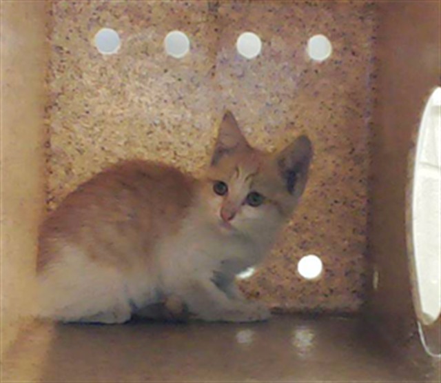 Shelter Stray Female Cat last seen Near REILLY RD, FAYETTEVILLE NC 28303, Fayetteville, NC 28306