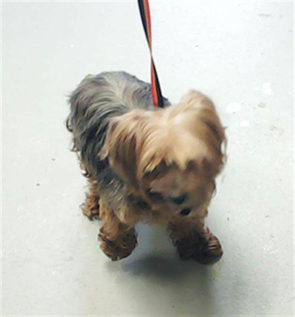 Shelter Stray Female Dog last seen Near BLOCK ELDERBERRY DR, FAYETTEVILLE NC 28311, Fayetteville, NC 28306