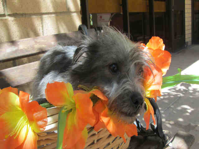 Shelter Stray Female Dog last seen , Chatsworth, CA 91311