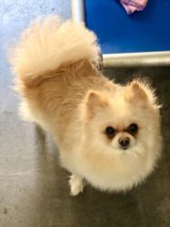 Shelter Stray Female Dog last seen , Chatsworth, CA 91311