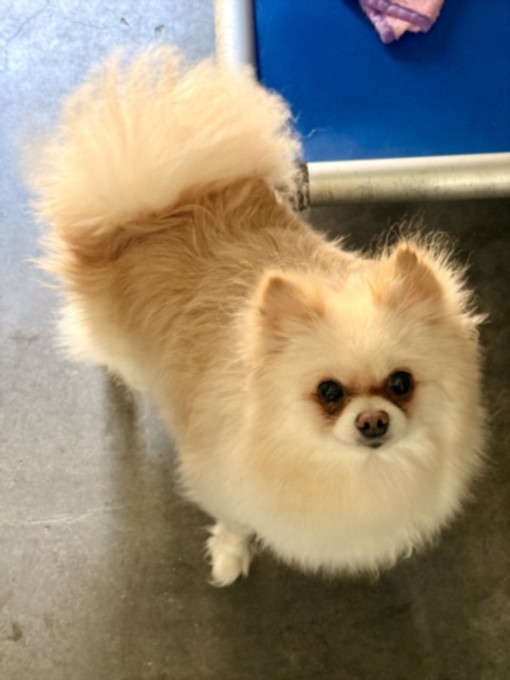 Shelter Stray Female Dog last seen , Chatsworth, CA 91311