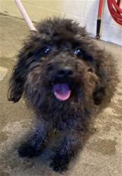 Shelter Stray Male Dog last seen W EL CAMINO AVE & MILLCREEK DR, Sacramento, CA 95818
