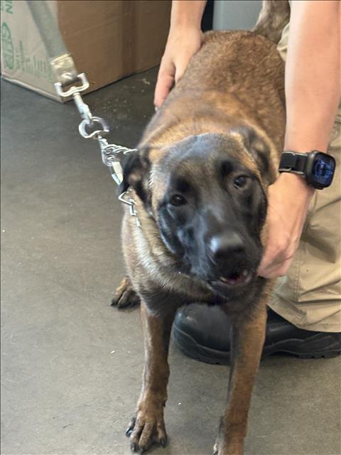 Shelter Stray Female Dog last seen , Chatsworth, CA 91311