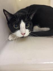 Shelter Stray Male Cat last seen P ST &18TH ST, Sacramento, CA 95818