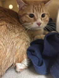 Shelter Stray Unknown Cat last seen P ST &18TH ST, Sacramento, CA 95818