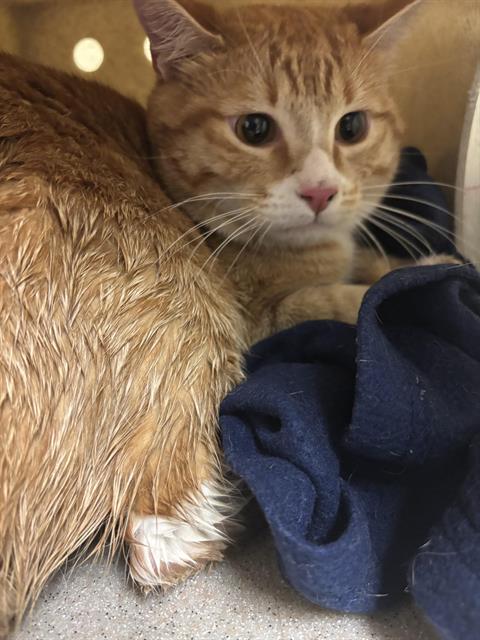 Shelter Stray Unknown Cat last seen P ST &18TH ST, Sacramento, CA 95818