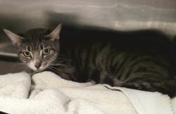 Shelter Stray Female Cat last seen , Los Angeles, CA 91405
