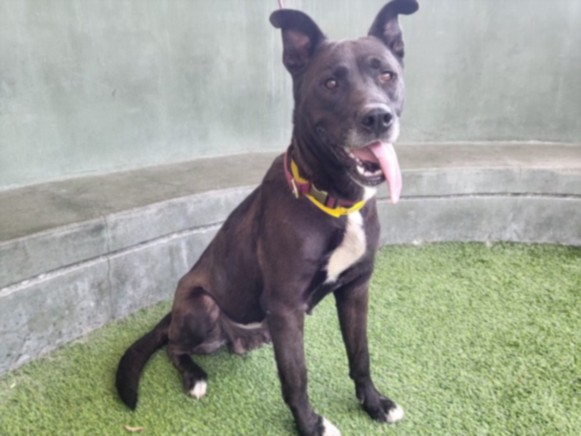 Shelter Stray Female Dog last seen , Los Angeles, CA 91405