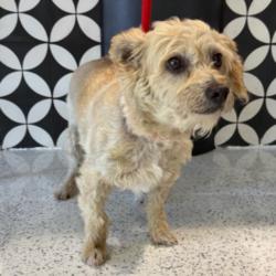 Shelter Stray Male Dog last seen , Los Angeles, CA 91405