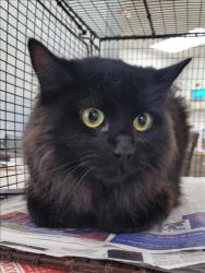 Shelter Stray Male Cat last seen , Los Angeles, CA 91405
