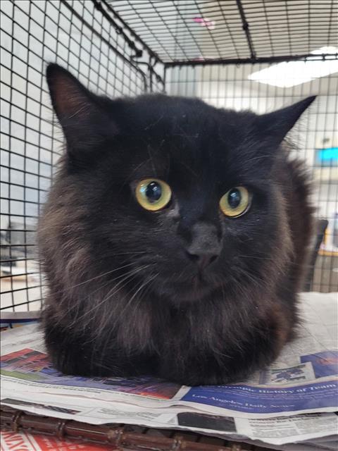 Shelter Stray Male Cat last seen , Los Angeles, CA 91405