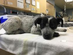 Shelter Stray Female Dog last seen VALLEY X MISSION, Jurupa Valley, CA 92509