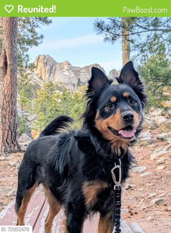 Reunited Male Dog last seen Norman Rd, Black Hawk, SD 57718