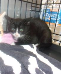 Shelter Stray Unknown Cat last seen , Los Angeles, CA 91405