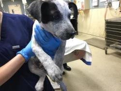 Shelter Stray Female Dog last seen VALLEY X MISSION, Jurupa Valley, CA 92509