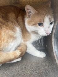 Shelter Stray Unknown Cat last seen Near BLOCK S 6310 W, WEST VALLEY CITY UT 84128, Salt Lake City, UT 84120
