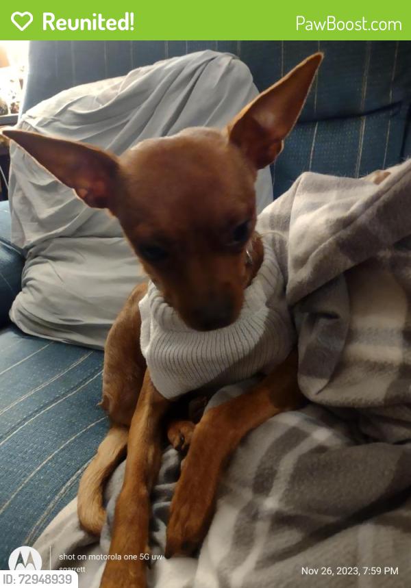 Reunited Female Dog last seen East of 5765 williams rd, Munnsville, NY 13409