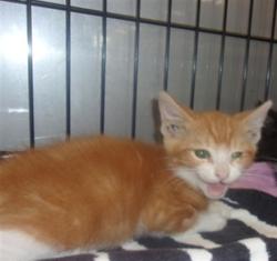 Shelter Stray Unknown Cat last seen , Los Angeles, CA 91405