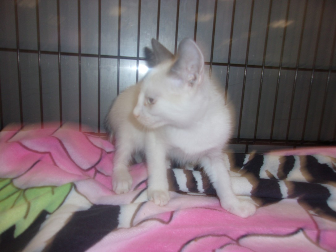 Shelter Stray Unknown Cat last seen , Los Angeles, CA 91405