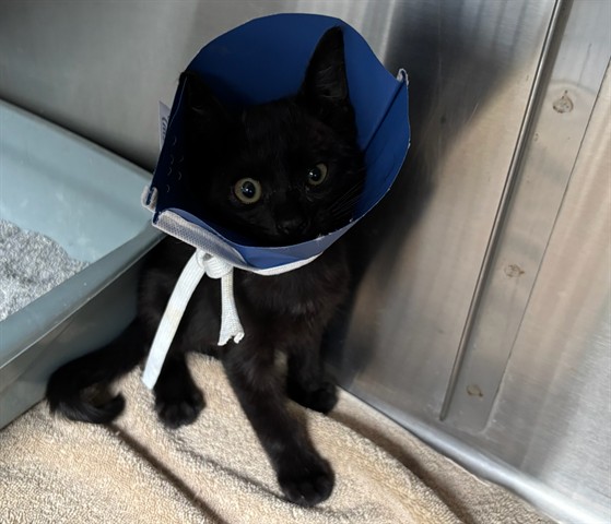 Shelter Stray Unknown Cat last seen 16TH WILSHIRE, Santa Monica, CA 90404