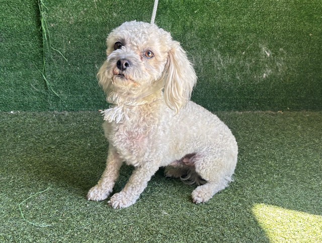 Shelter Stray Male Dog last seen , Quartz Hill, CA 93536