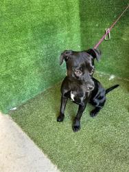 Shelter Stray Female Dog last seen , Quartz Hill, CA 93536