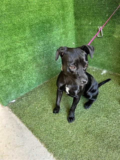 Shelter Stray Female Dog last seen , Quartz Hill, CA 93536