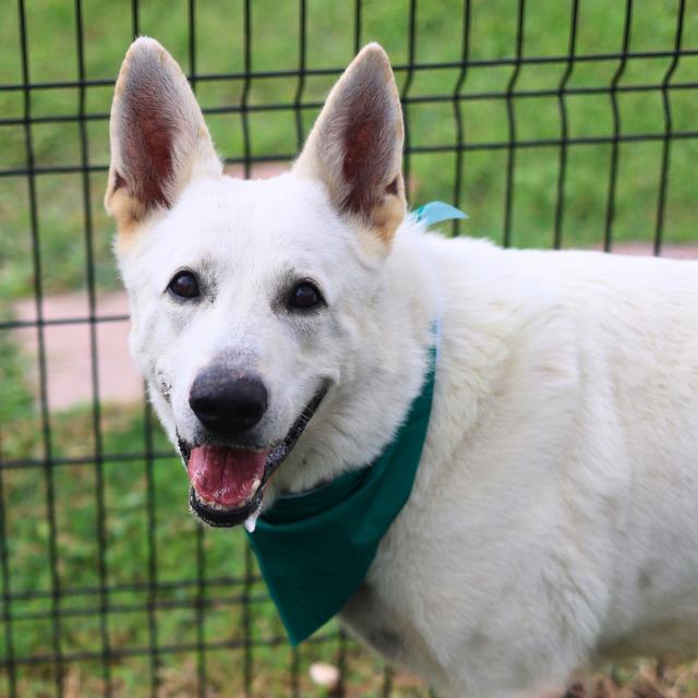 Shelter Stray Male Dog last seen , San Antonio, TX 78227