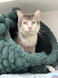 Shelter Stray Male Cat last seen Near , Indianapolis, IN 46221