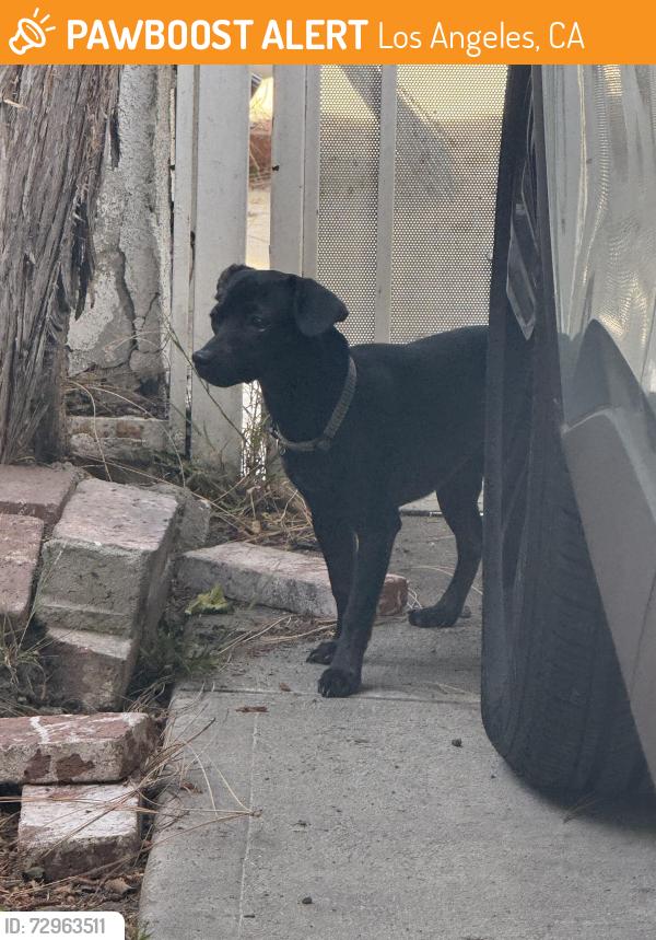 Found/Stray Male Dog last seen Stocker and Degnan Blvd, Los Angeles, CA 90008