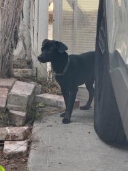 Found/Stray Male Dog last seen Stocker and Degnan Blvd, Los Angeles, CA 90008