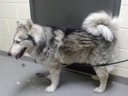 Shelter Stray Male Dog last seen Near BLOCK N TUCSON WAY, DENVER CO 80239, Denver, CO 80223