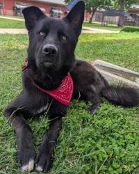 Shelter Stray Male Dog last seen Near BLOCK LA VIOLETA, San Antonio, TX 78227