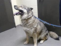Shelter Stray Male Dog last seen Near BLOCK N TUCSON WAY, DENVER CO 80239, Denver, CO 80223