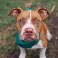 Shelter Stray Female Dog last seen BUENA VISTA ST, San Antonio, TX 78227
