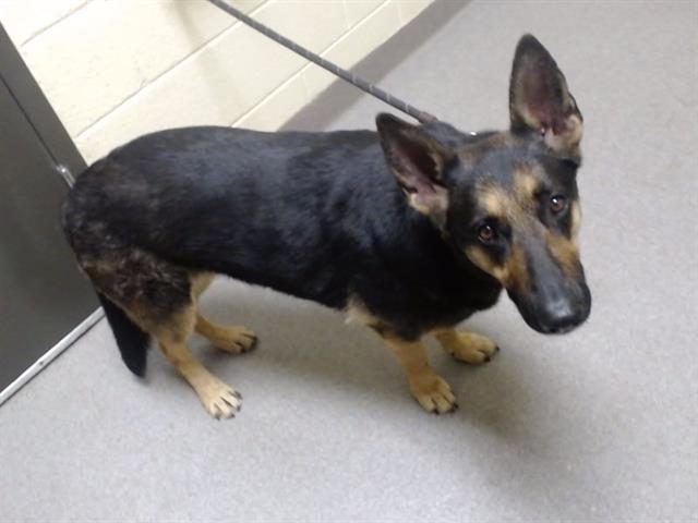 Shelter Stray Female Dog last seen Near BLOCK E 47TH AVE, DENVER CO 80239, Denver, CO 80223