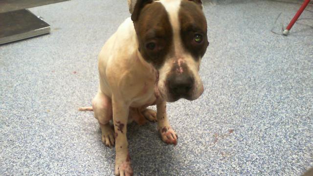 Shelter Stray Male Dog last seen CHARLOTTE, Charlotte, NC 28217