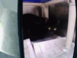 Shelter Stray Male Cat last seen CHARLOTTE, Charlotte, NC 28217
