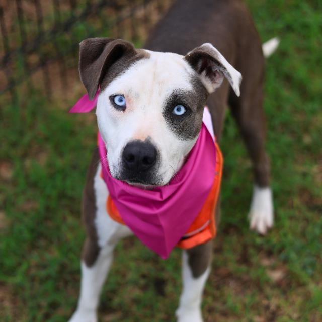 Shelter Stray Female Dog last seen Near BLOCK W WOODLAWN AVE, San Antonio, TX 78227