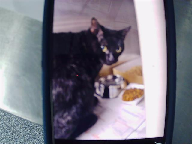 Shelter Stray Male Cat last seen CHARLOTTE, Charlotte, NC 28217